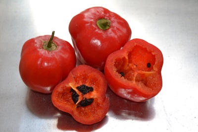 rocoto ớt