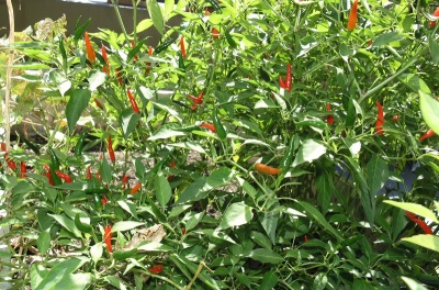 chili planten