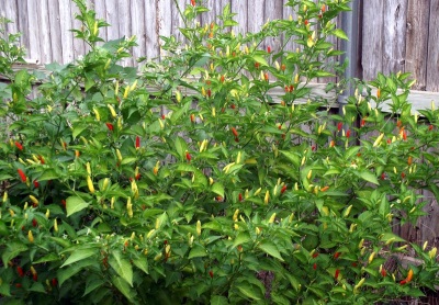 Tabasco kweken in hun zomerhuisje