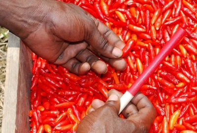 Tabasco-paprika's oogsten voor sausproductie