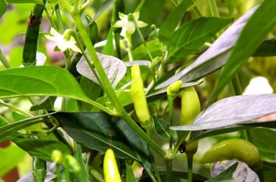 Tabasco peper bloesem