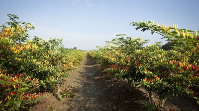 Tabasco không chỉ phát triển ở Mexico, mà còn ở các vùng của Mỹ