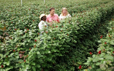 Rozenplantages in Kenia