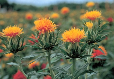 bunga safflower mekar