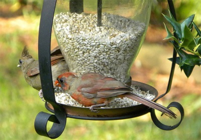 Biji safflower untuk burung