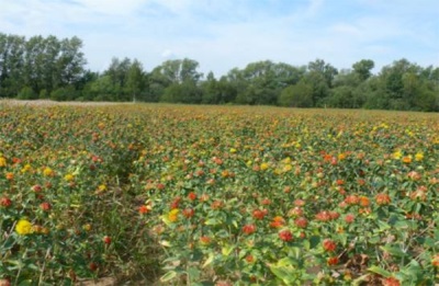 Safflower di padang