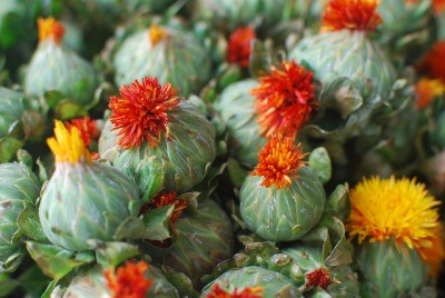 Komposisi kimia bunga safflower