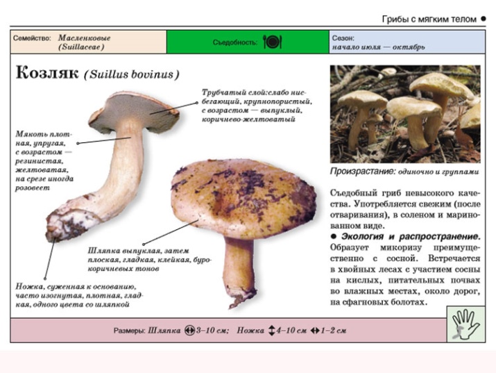 Võinõu kitse