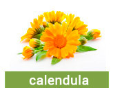 Calendula