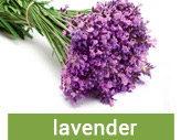 Lavendel